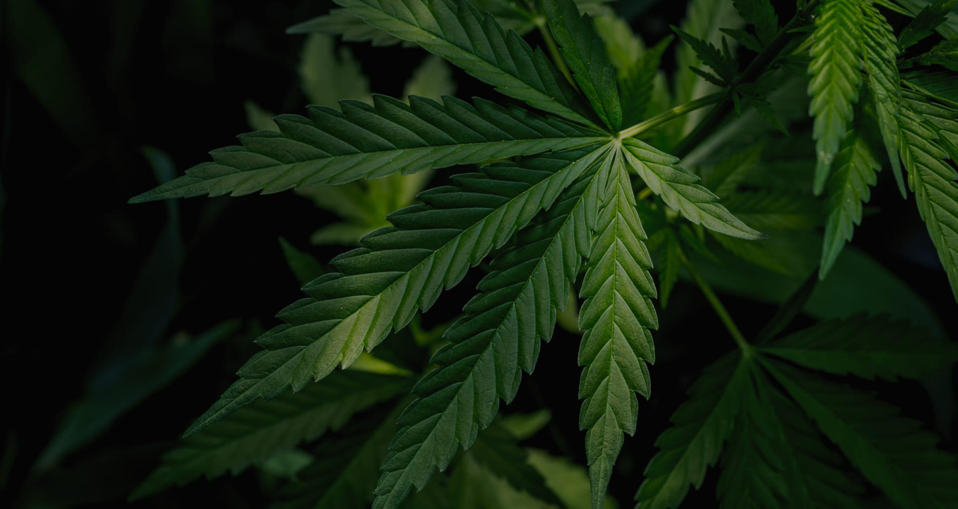 medical-marijuana